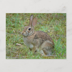 Carte Postale Lapin sauvage Eastern Cottontail II Vêtements et C