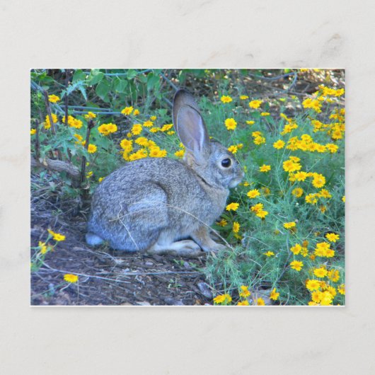 Carte Postale Lapin sauvage en Fleurs Jaunes (Devant)