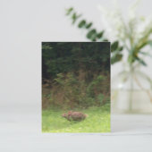 Carte Postale Lapin sur la course (Debout devant)