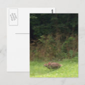 Carte Postale Lapin sur la course (Devant / Derrière)