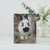 Carte Postale Lapin tacheté (Debout devant)