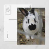 Carte Postale Lapin tacheté (Devant / Derrière)