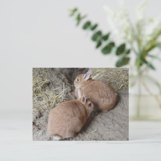 Carte Postale Lapins (Debout devant)