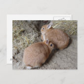 Carte Postale Lapins (Devant / Derrière)