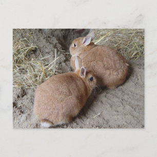 Carte Postale Lapins