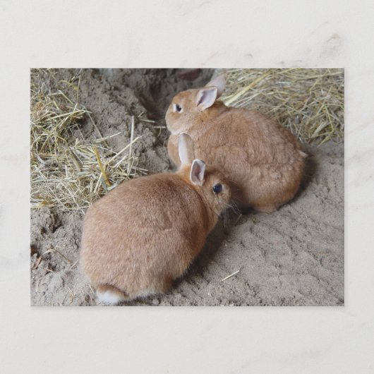 Carte Postale Lapins (Devant)