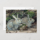 Carte Postale Lapins (Devant / Derrière)
