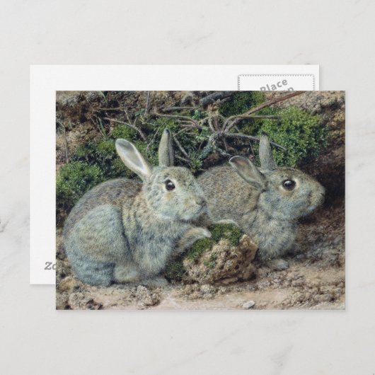 Carte Postale Lapins (Devant / Derrière)