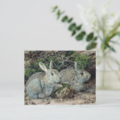 Carte Postale Lapins (Debout devant)