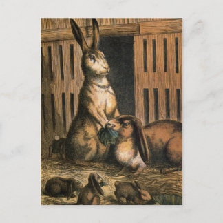 Carte Postale Lapins d'animaux domestiques et lapins de bébés ma