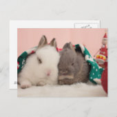 Carte Postale Lapins mini (Devant / Derrière)