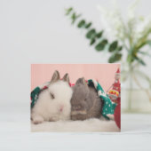 Carte Postale Lapins mini (Debout devant)