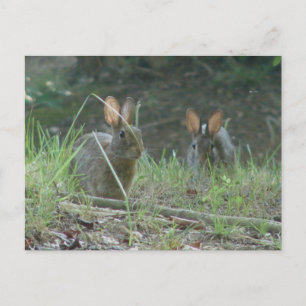Carte Postale Lapins Sauvages Paire de Lapin de Cottontail Orien