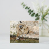 Carte Postale Lar gibbon près de l'étang (Debout devant)