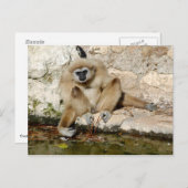 Carte Postale Lar gibbon près de l'étang (Devant / Derrière)