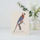 Carte Postale L'Ara Macao / Macao rouge et vert (Debout devant)