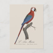 Carte Postale L'Ara Macao / Macao rouge et vert (Devant)