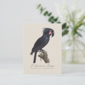 Carte Postale L'Ara Noir a Trompe / Palm Cockatoo (Debout devant)