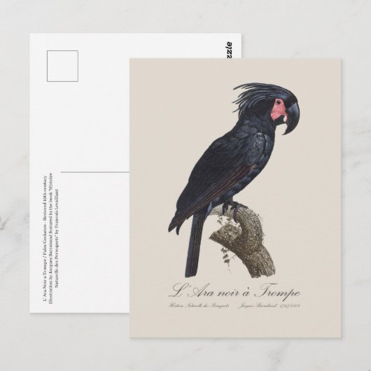 Carte Postale L'Ara Noir a Trompe / Palm Cockatoo (Devant / Derrière)