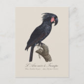 Carte Postale L'Ara Noir a Trompe / Palm Cockatoo (Devant)