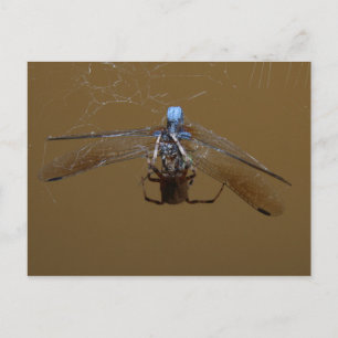 Carte Postale L'araignée et la mouche (feu)