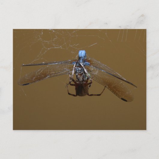 Carte Postale L'araignée et la mouche (feu) (Devant)