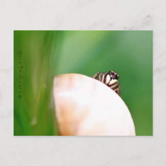 Carte Postale L'araignée saltique "la sauteuse"