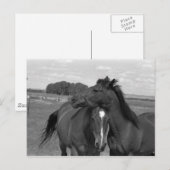 Carte Postale Laramie WY horse 4 (Devant / Derrière)