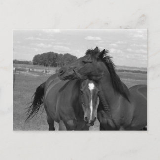 Carte Postale Laramie WY horse 4