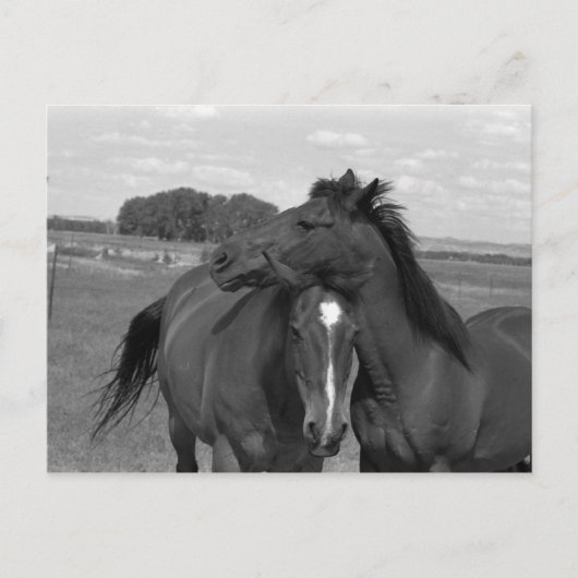 Carte Postale Laramie WY horse 4 (Devant)