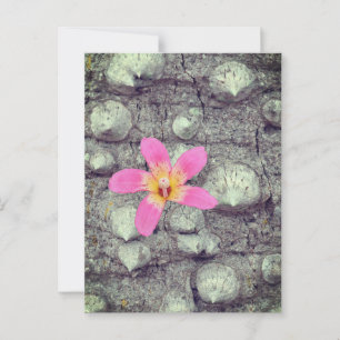 Carte Postale L'arbre à soie floss. Ceiba speciosa. Affiche
