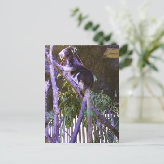 Carte Postale L'arbre de Matschie Kangaroo (Debout devant)