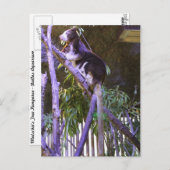 Carte Postale L'arbre de Matschie Kangaroo (Devant / Derrière)