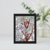 Carte Postale l'arbre enneigé (Debout devant)