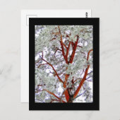 Carte Postale l'arbre enneigé (Devant / Derrière)