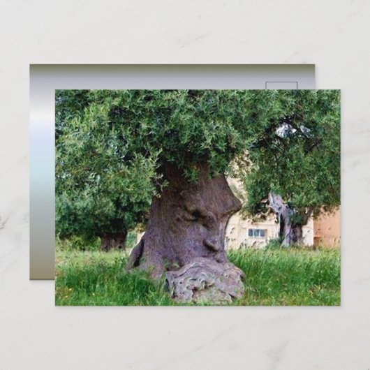 Carte Postale L'Arbre Pensant à Pugia (Devant / Derrière)