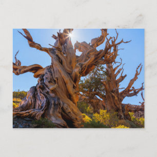 Carte Postale L'arbre sentinelle