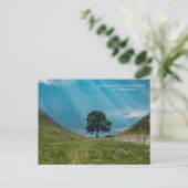 Carte Postale L'arbre Sycamore (Debout devant)