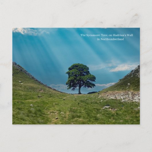 Carte Postale L'arbre Sycamore (Devant)