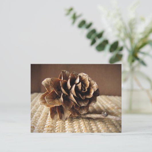 Carte Postale Larch Cone (Debout devant)