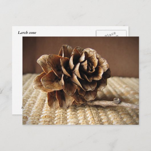 Carte Postale Larch Cone (Devant / Derrière)