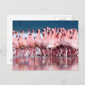 Carte Postale Large Group of Lesser Flamingos (Devant / Derrière)