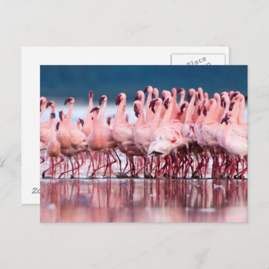 Carte Postale Large Group of Lesser Flamingos (Devant / Derrière)