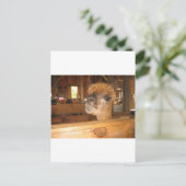 Carte Postale "l'argent réel est en alpacas" (Debout devant)