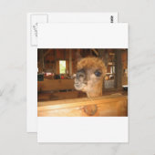 Carte Postale "l'argent réel est en alpacas" (Devant / Derrière)