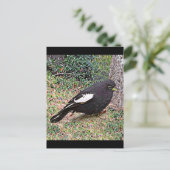 Carte Postale Lark Bunting (Colorado) (Debout devant)