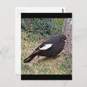 Carte Postale Lark Bunting (Colorado) (Devant / Derrière)