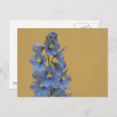 Carte Postale Larkspur bleu clair (Devant / Derrière)