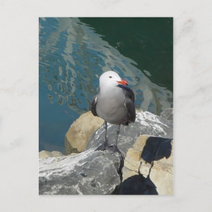 Carte Postale Larry Day de la Mouette Ken Gage Photographie d'oi