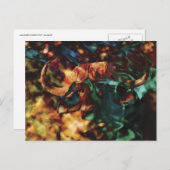 Carte Postale L'art de Buffalo Ripple (Devant / Derrière)